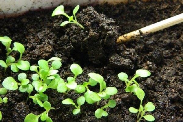 2 классических способа посева петунии на рассаду