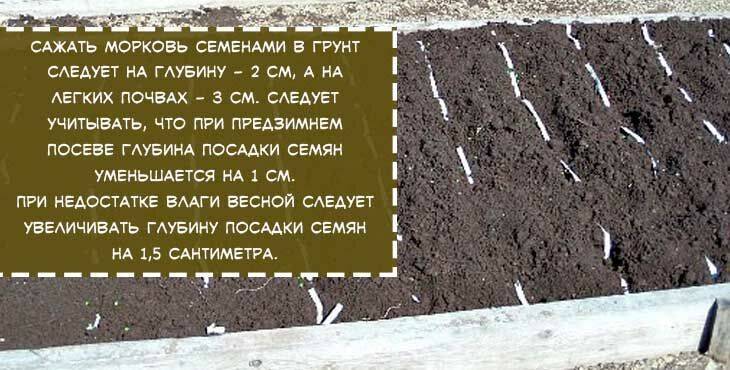 Удобный способ посева моркови на смешанную грядку