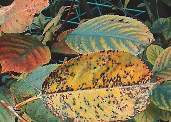 Вишня: болезни и вредители и борьба с ними