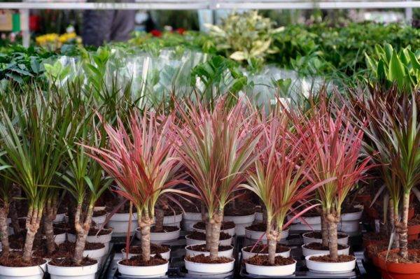 Кордилина (Cordyline) – уход, фото, виды
