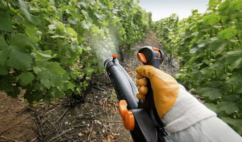 Осенняя обработка винограда железным купоросом – с чем нельзя смешивать и с чем помогает справиться препарат?