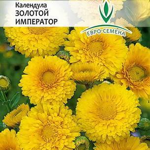 Календула: как выглядит, где растет, описание