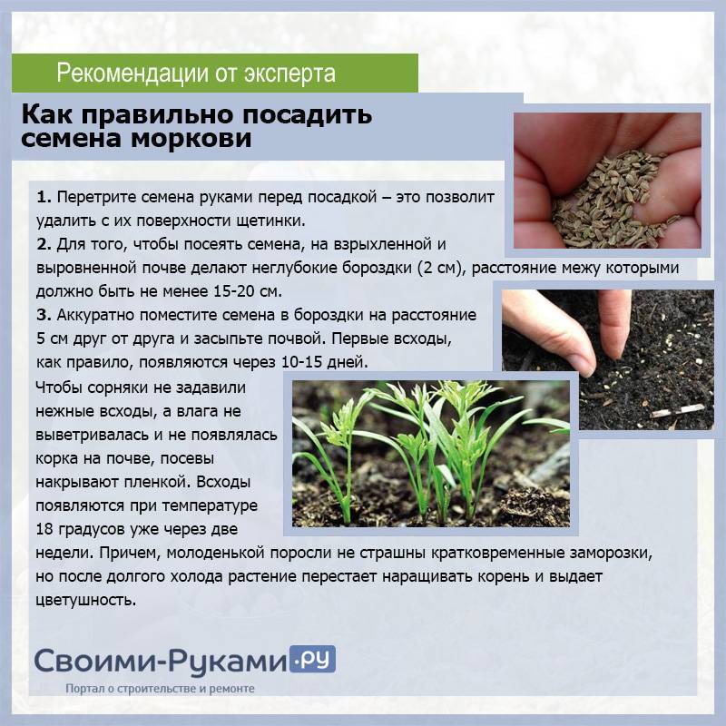 Как и когда сажать морковь в марте, апреле, мае 2022 в открытый грунт