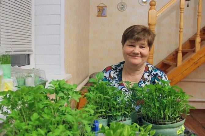 Рассада помидоров в улитках - проращивание семян, пикировка, уход