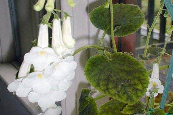 Смитианта (Smithiantha) – уход, фото, виды