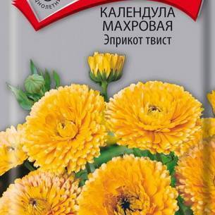 Календула: как выглядит, где растет, описание