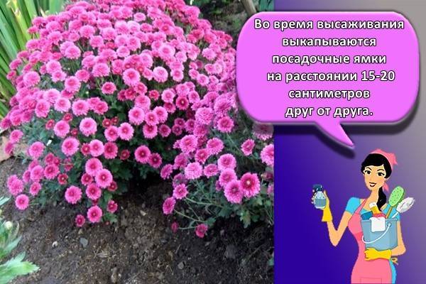 Многолетние сорта садовых хризантем: описание лучших, основные правила посадки и ухода