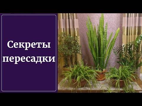 Щучий хвост или сансевиерия – самый неприхотливый цветок в доме