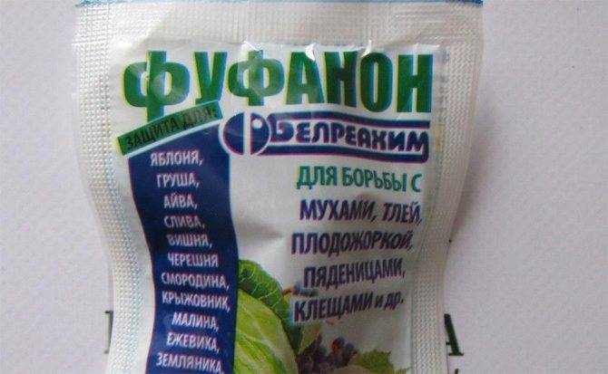 Как обработать малину от болезней и вредителей: способы и средства