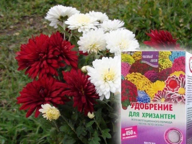 Хризантема кустовая: разновидности, посадка и уход, размножение
