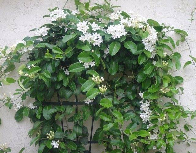 Стефанотис: 3 популярных вида, уход и приметы