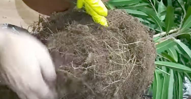 Фикус Бенджамина