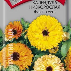 Календула: как выглядит, где растет, описание
