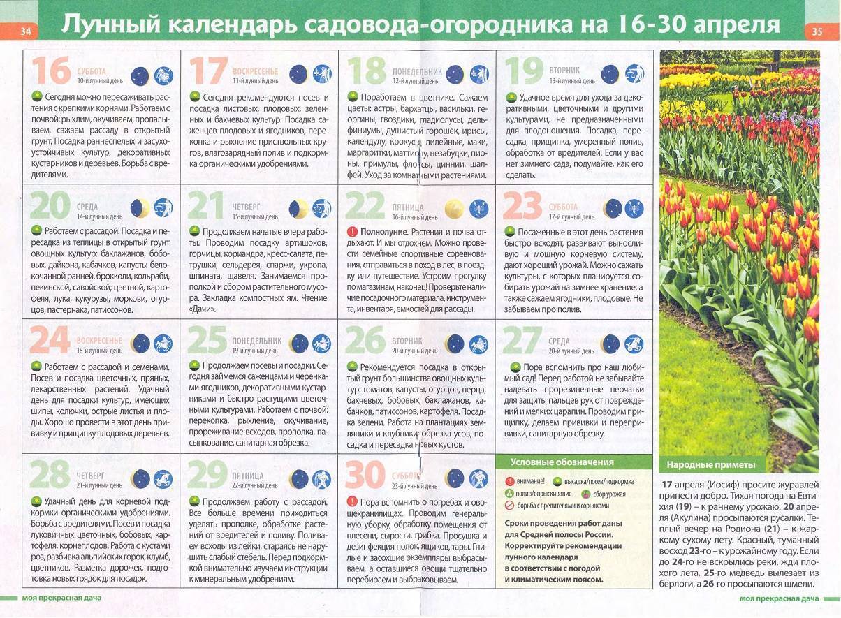 ? список обязательных правил по посадке нарциссов осенью