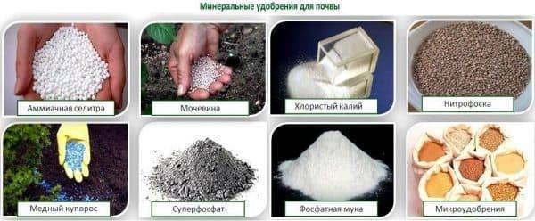 Советы по выращиванию томатов в теплице осенью – в вопросах и ответах от профессионала