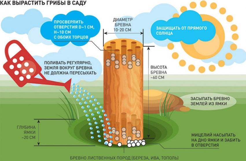 Грибы осенью: где искать шампиньоны, с чем можно спутать, можно ли вырастить на своём участке?