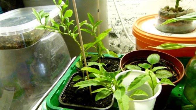 Паслен (Solanum) – уход, фото, виды