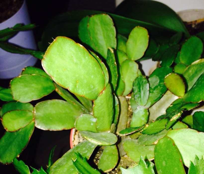 Цветок декабрист: фото, описание, уход