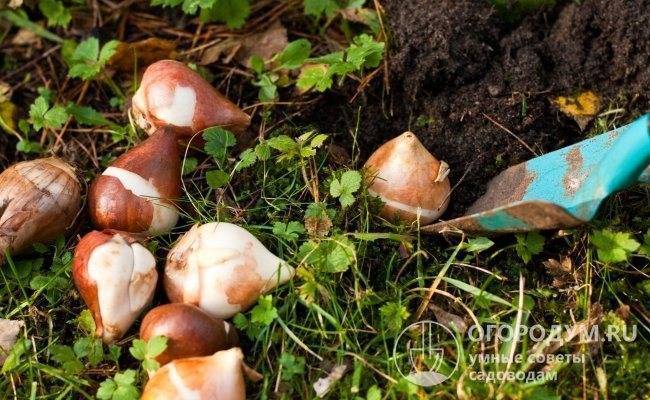 Луковицы тюльпанов
