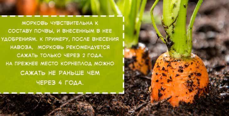 Морковь: как прорастить семена в песке
