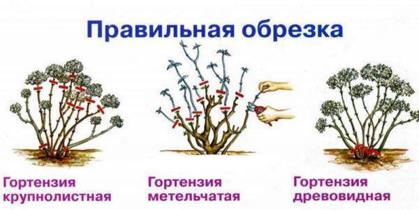 Гортензия: подготовка к зиме, обрезка и укрытие