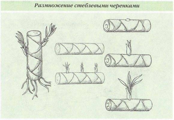 Драцена в домашних условиях
