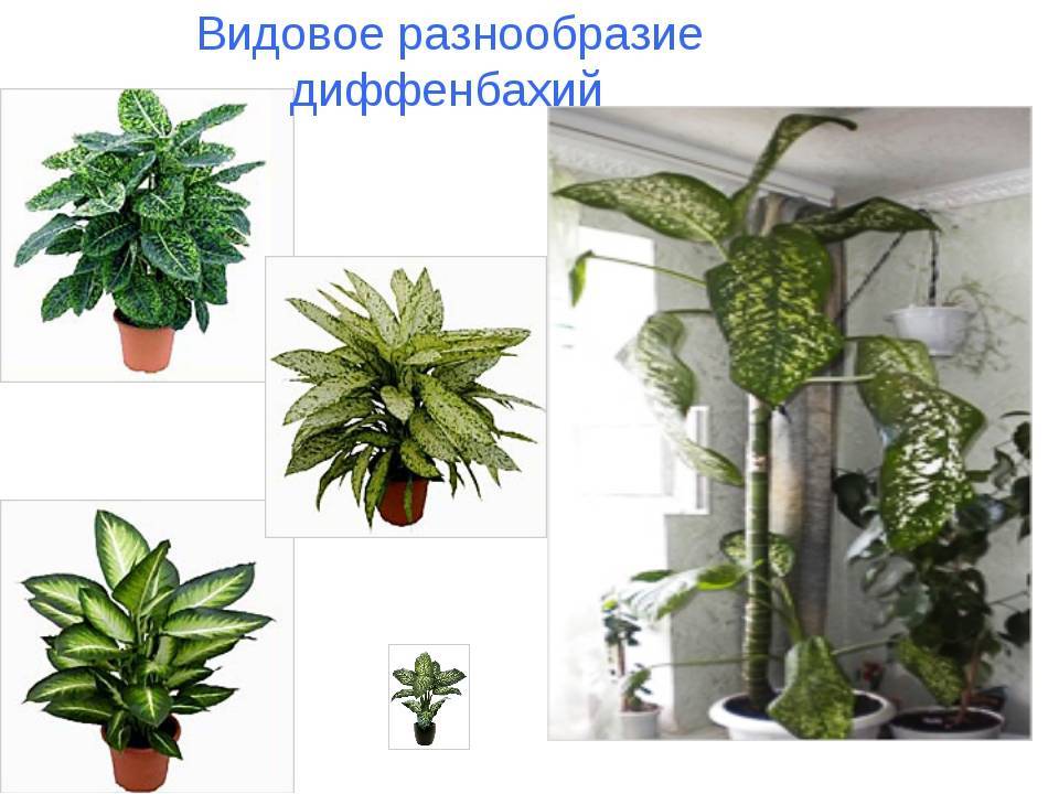 Диффенбахия размножение и укоренение в домашних условиях