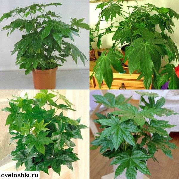 Фатсия японская уход в домашних условиях, фото, приметы в доме