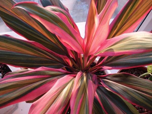 Кордилина (Cordyline) – уход, фото, виды