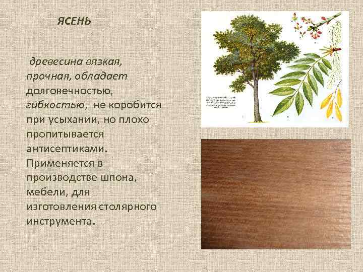 Ясень, древесина: текстура, механические свойства