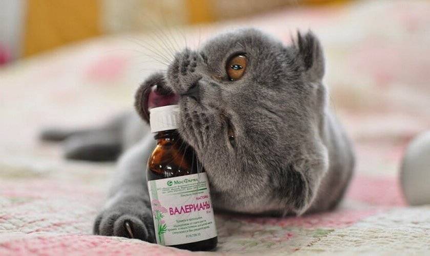 Валериана: выращивание, свойства, сбор