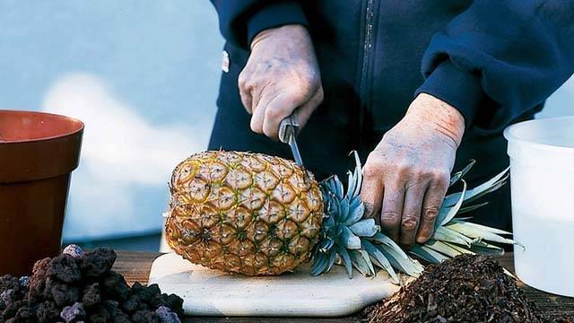 Как вырастить ананас из верхушки в домашних условиях: пошаговая инструкция