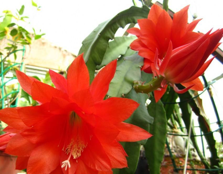 Эпифиллум фото и уход в домашних условиях | flowery-blog