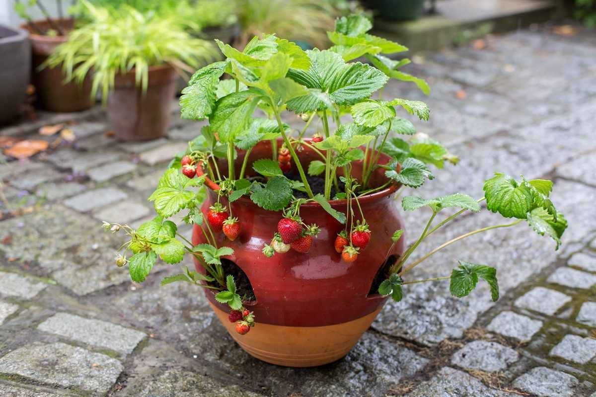 How to grow strawberries