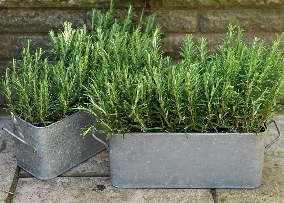 Абелия (Abelia) – уход, фото, виды