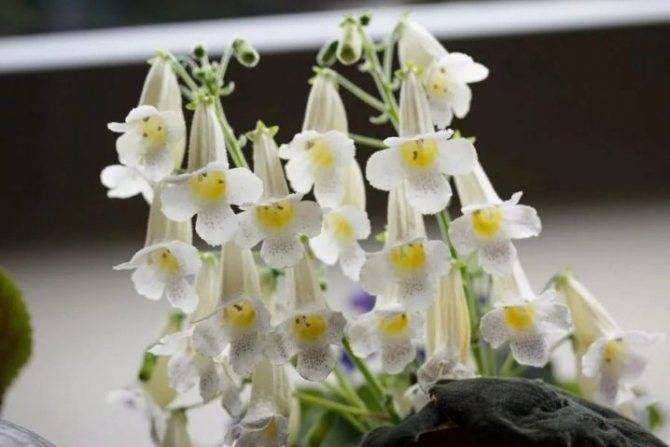 Смитианта (Smithiantha) – уход, фото, виды