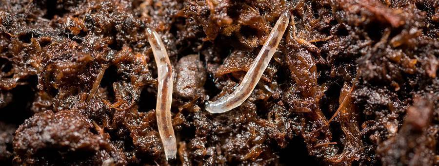 Профилактика и борьба с мошками сциаридами