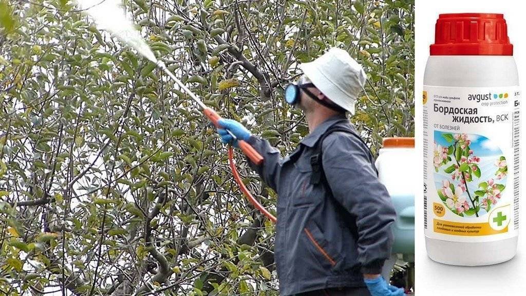 Средства защиты растений: виды и особенности