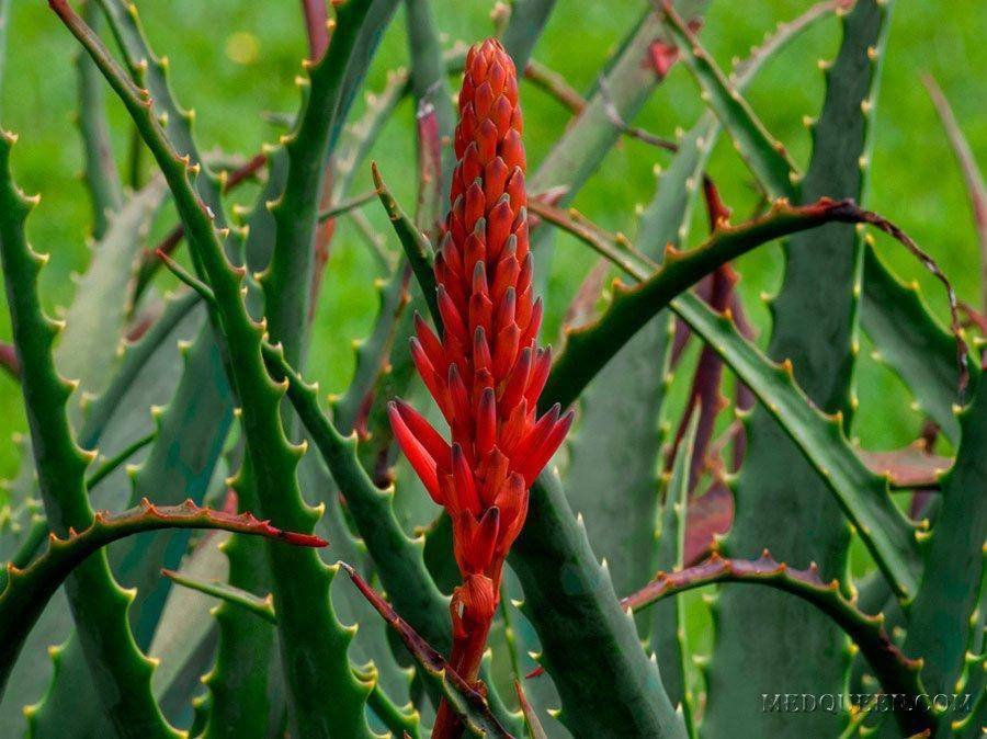 Как ухаживать за алоэ в домашних условиях: правильный полив и пересадка