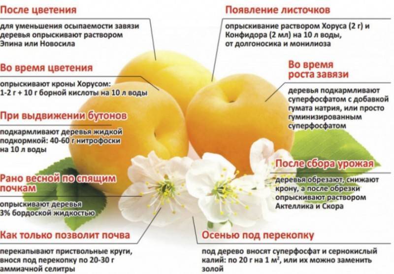 Абрикос: выращивание в саду, виды и сорта