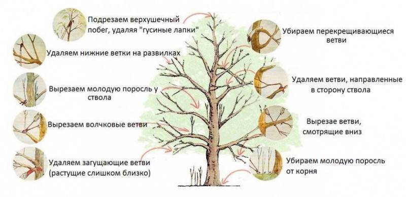 Абрикос: выращивание в саду, виды и сорта
