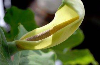Алоказия (Alocasia) – уход, фото, виды