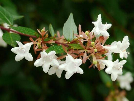 Абелия (Abelia) – уход, фото, виды