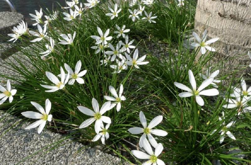 Зефирантес (Zephyranthes) – уход, фото, виды