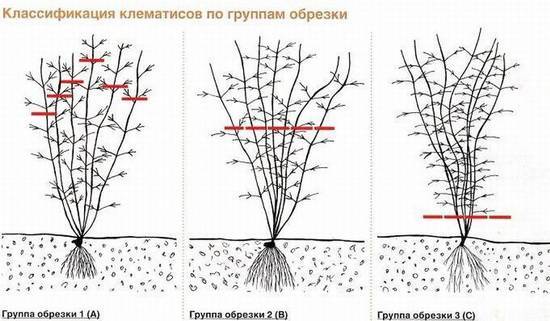 Клематисы: выращивание из семян в саду, обрезка
