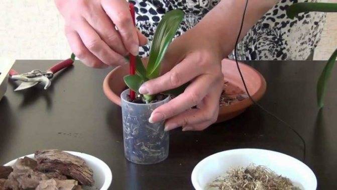Каттлея в домашних условиях, сорта
