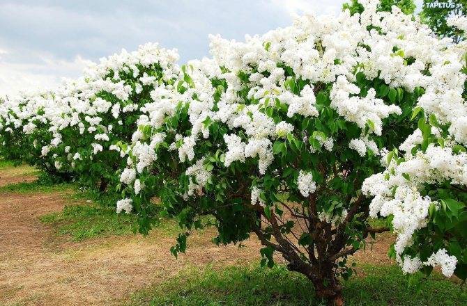Глоксиния в домашних условиях, размножение, зимовка