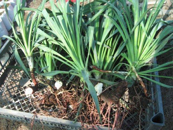 Юкка (Yucca) – уход, фото, виды