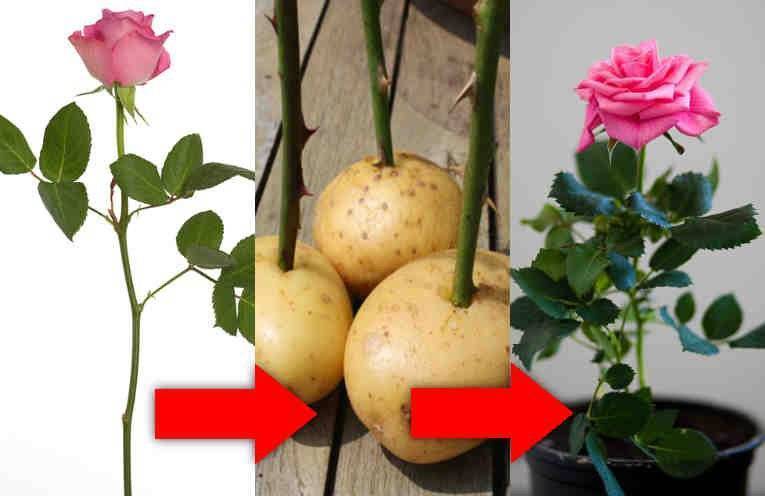 Как посадить розу из букета