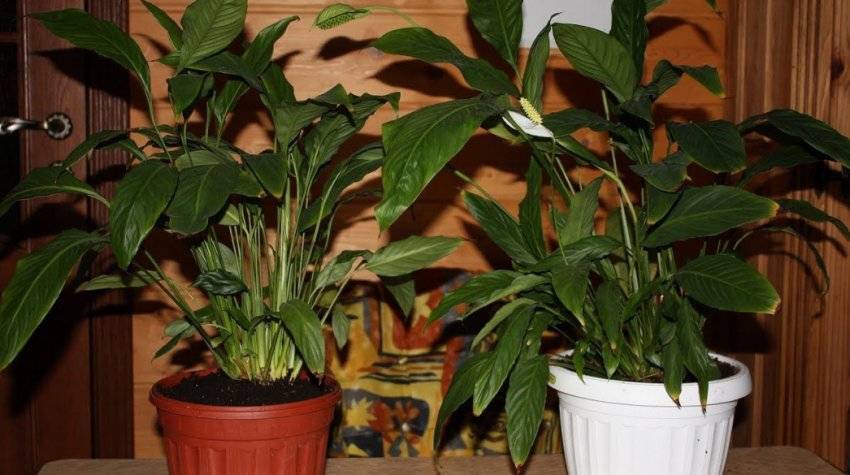 Спатифиллум (Spathiphyllum) – уход, фото, виды